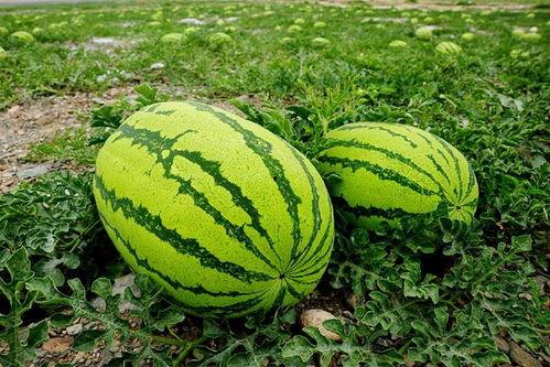 西夏神秘吃瓜视频,一场视觉与味觉的双重盛宴 第3张 西夏神秘吃瓜视频,一场视觉与味觉的双重盛宴 第3张