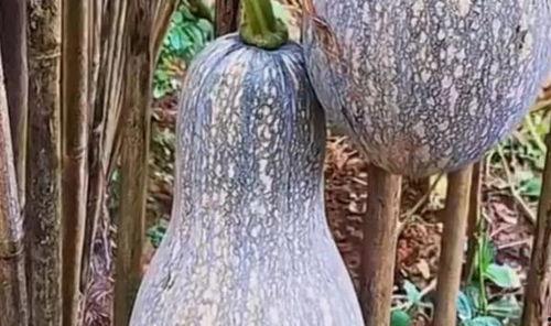 吃中药可以吃小瓜吗