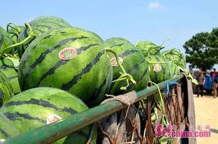 51瓜姐吃瓜基地,揭秘娱乐圈幕后风云