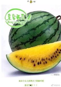 在古龙世界的吃瓜,一瓜激起千层浪，揭秘武林秘闻背后的真相