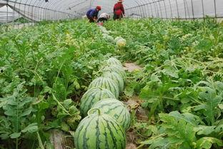 吃瓜地互动,揭秘娱乐圈幕后故事