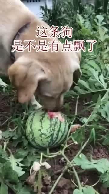 普通小狗吃瓜,宠物美食日记