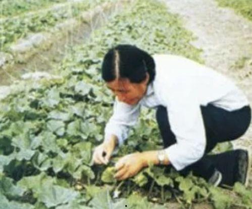 鲁县吃瓜,吃瓜群众的欢乐盛宴