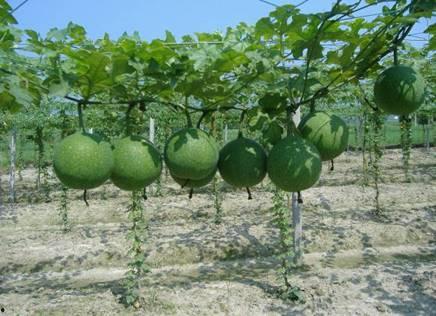 瓜萎孕妇可以吃吗,安全与适宜性分析