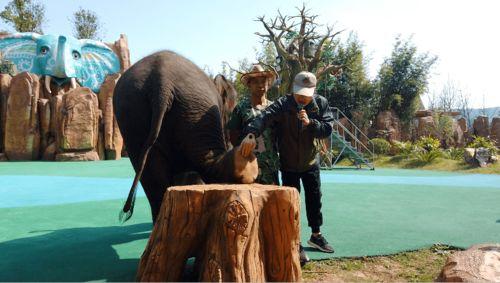 亚洲象吃瓜,西瓜盛宴