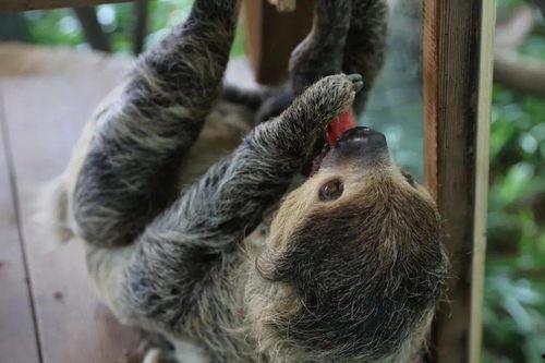 动物之最带你吃瓜,奇闻异事带你吃瓜之旅