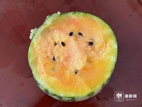 实拍吃瓜,瓜田里的欢乐时光