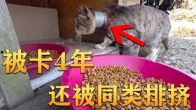 高碑店吃瓜视频,揭秘当地美食文化盛宴