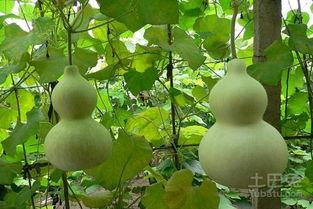 孕妇可吃葫芦瓜,葫芦瓜助力母婴健康