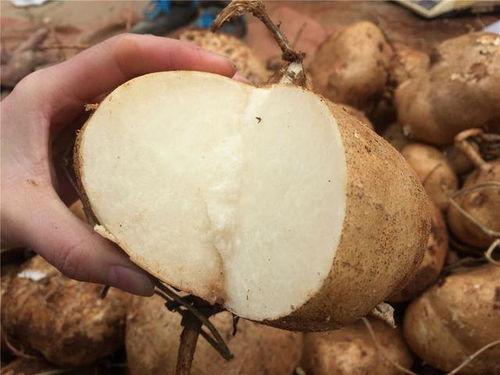 吃土瓜的忌口,吃土瓜的禁忌与注意事项