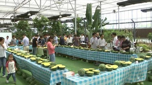 嘉兴中学楼道吃瓜,校园生活新趣味