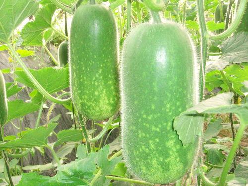 吃瓜林杪,一场关于瓜果的趣味之旅