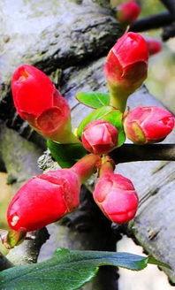 海棠朵朵吃瓜,揭秘娱乐圈幕后故事