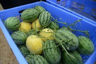 吃瓜群的介绍,网络社交新潮流的兴起与影响