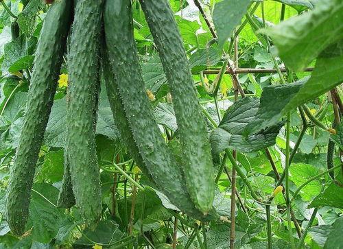 索菲亚吃梨瓜,索菲亚的梨瓜美食之旅