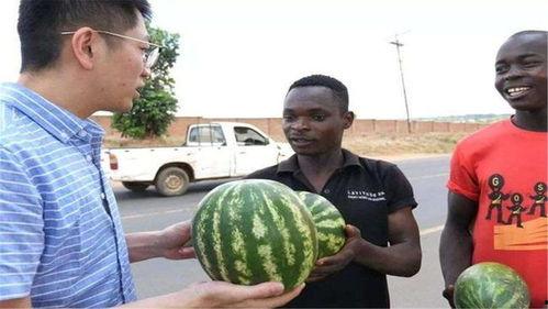 吃黑瓜视频,揭秘吃黑瓜的神奇功效与美味体验