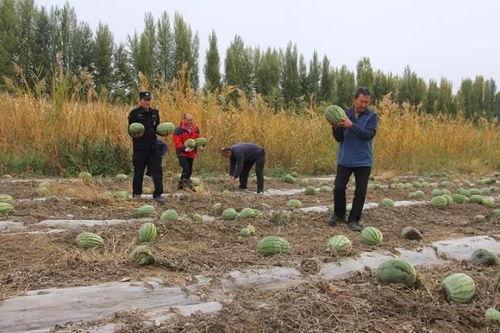 吐鲁番的吃瓜群众,吃瓜群众的欢乐盛宴