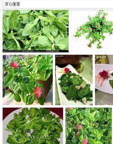 坐着吊篮吃瓜,揭秘坐着吊篮吃瓜的独特体验