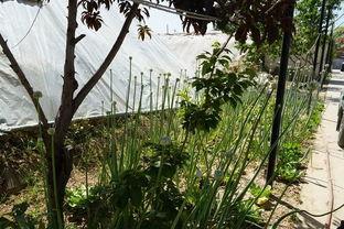 马陵山吃瓜视频,揭秘当地特色美食之旅