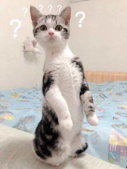 吃瓜猫的作品,揭秘娱乐圈背后的那些事儿