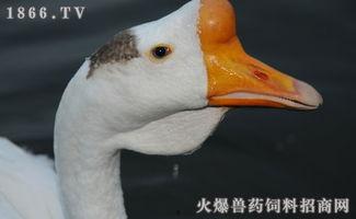 鹅鹅吃瓜,揭秘动物界的趣味食事