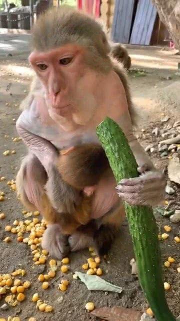 吃瓜咀嚼猴,揭秘猴界美食达人