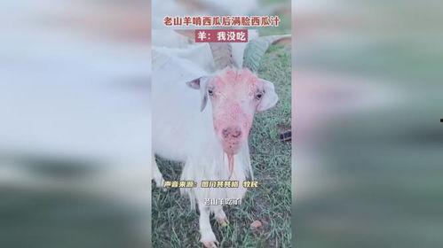 山羊吃瓜,瓜果飘香中的欢乐时光