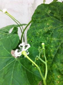 白瓜花怎么吃,探索家常美味新选择