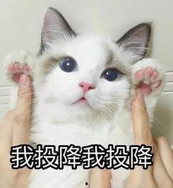 猫 吃瓜 表情包,萌态百出，笑料横生